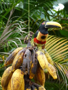 Tier- und Pflanzenwelt Costa Ricas
